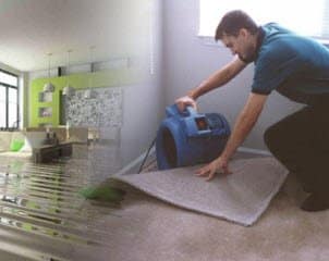 mould removal service